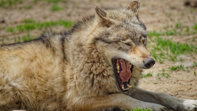 pathfinder 2e howl of the wild pdf